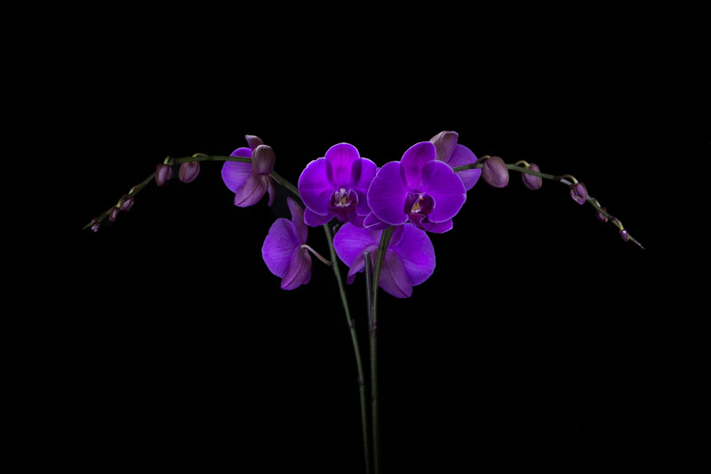 Light Painting an Orchid by Nolan and Johnny