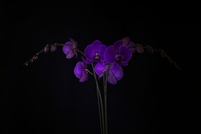 Light Painting an Orchid