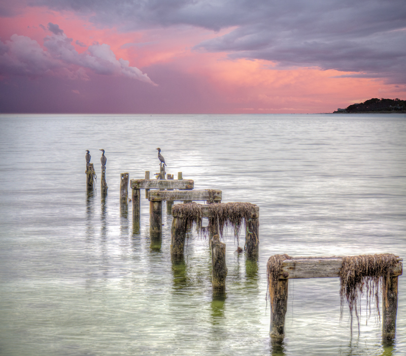 Old Serene pier in martha's vineyard sunset with kingfishers perched on the pier supports