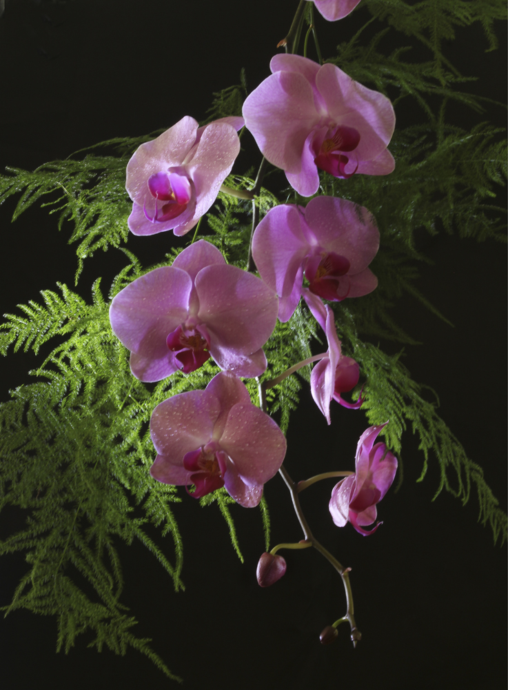 Chloe Orchids Master fine art photography austin