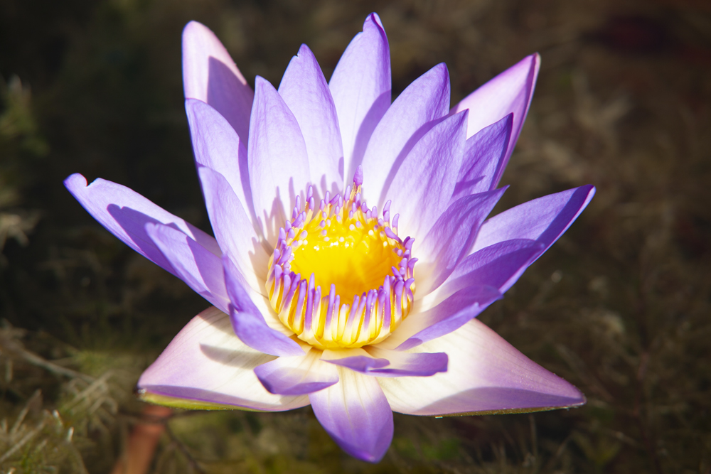 Elena's Lily master floral photography in natural light