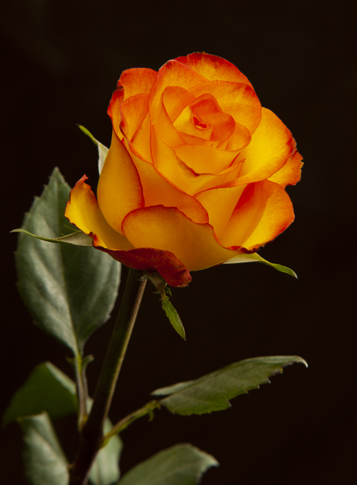 After editing Morgan back lighting orange rose floral photography Austin