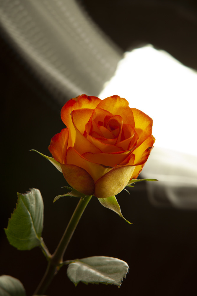 Morgan back lighting orange rose floral photography Austin