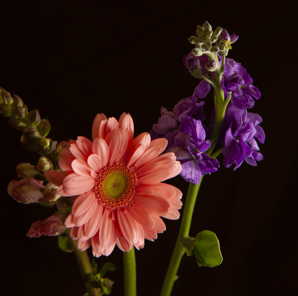 Gerber daisy one light cropped to 45 degree rule of composition