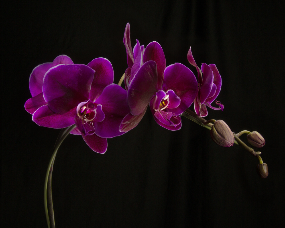 Purple orchid final after editing