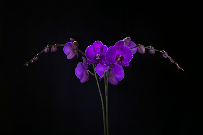 After Editing Blue Orchid spot lighting for floral portrait