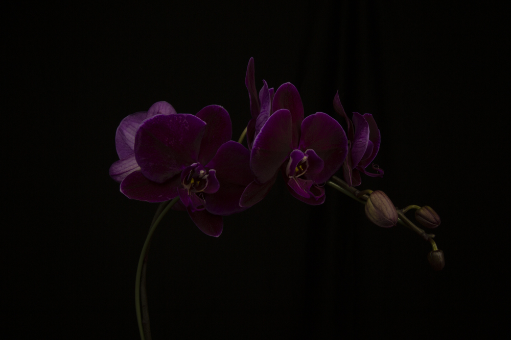 Purple Orchids by Krishan for masking