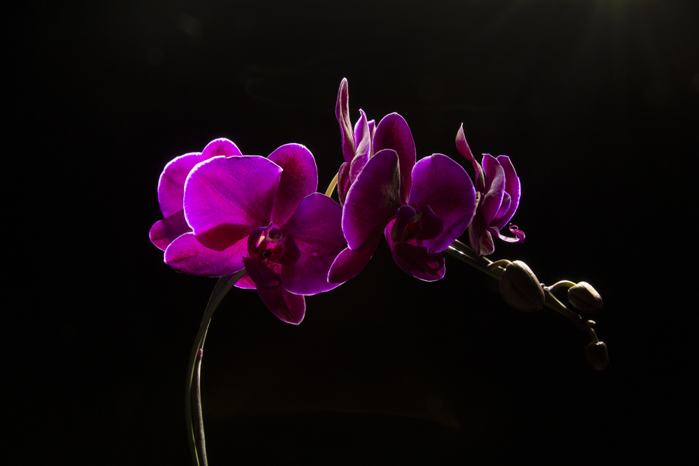 Purple Orchids by Krishan for masking