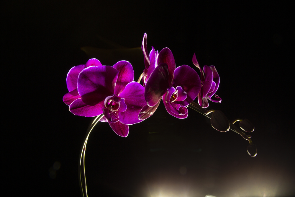 Purple Orchids by Krishan for masking