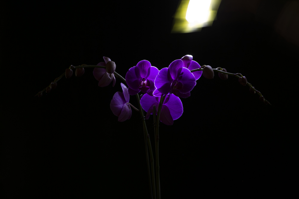 Blue Orchid spot lighting for floral portrait