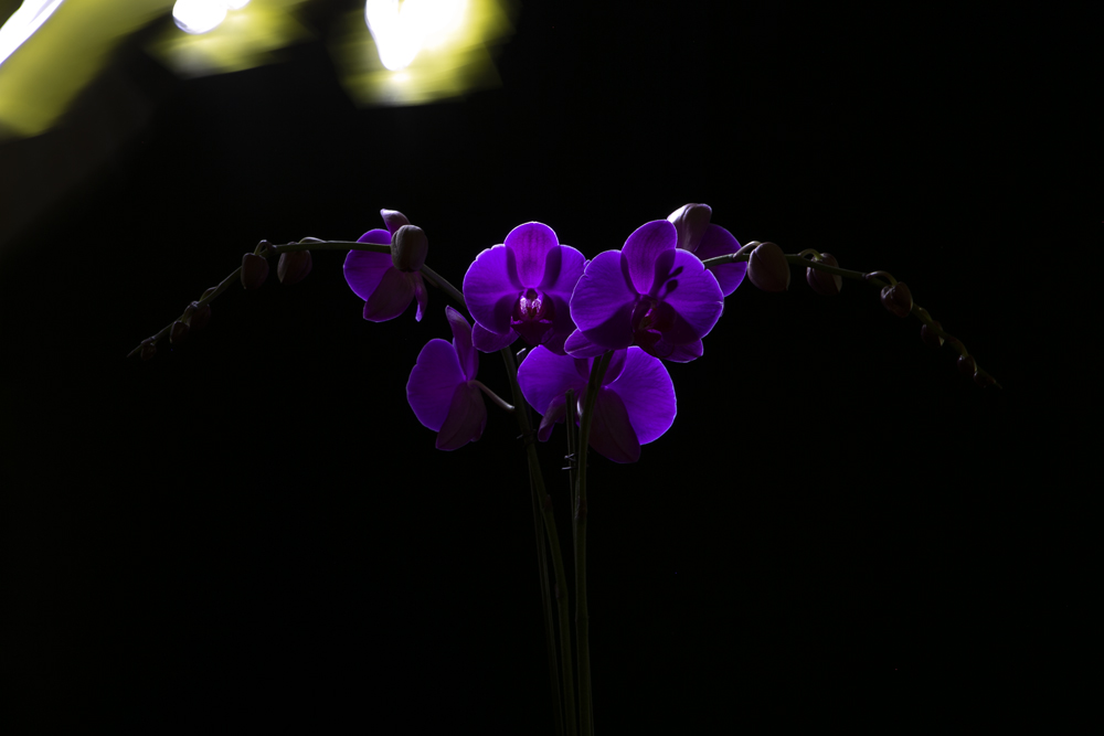 Blue Orchid spot lighting for floral portrait