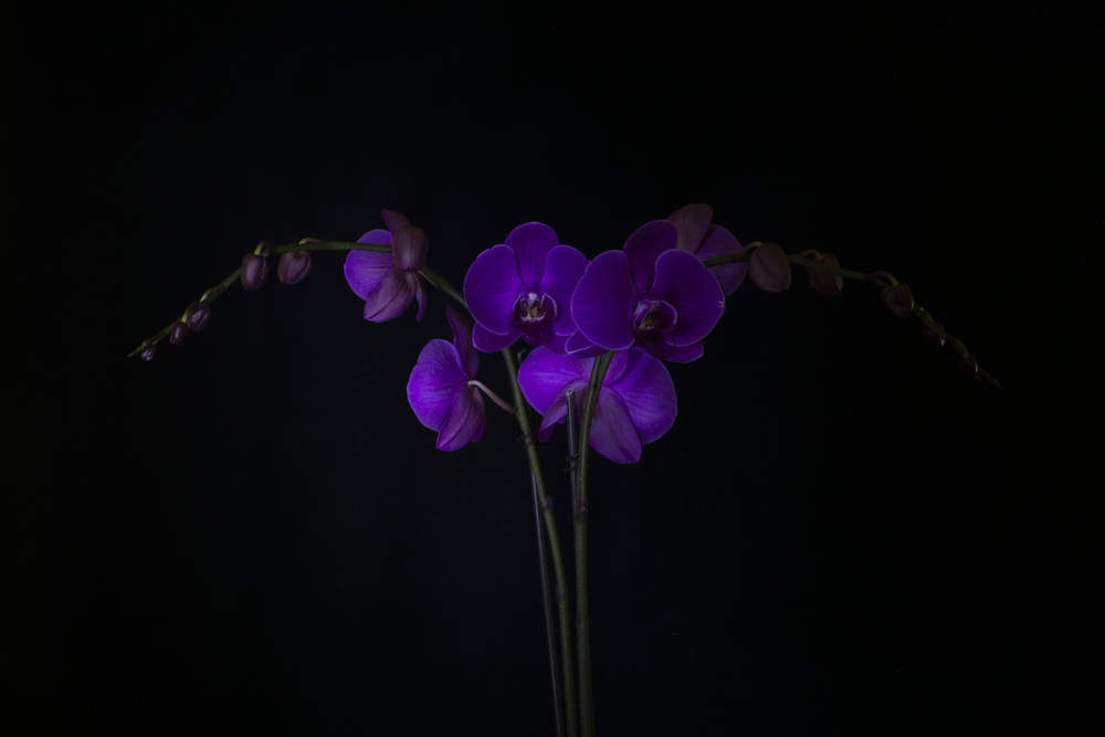 Blue Orchid spot lighting for floral portrait