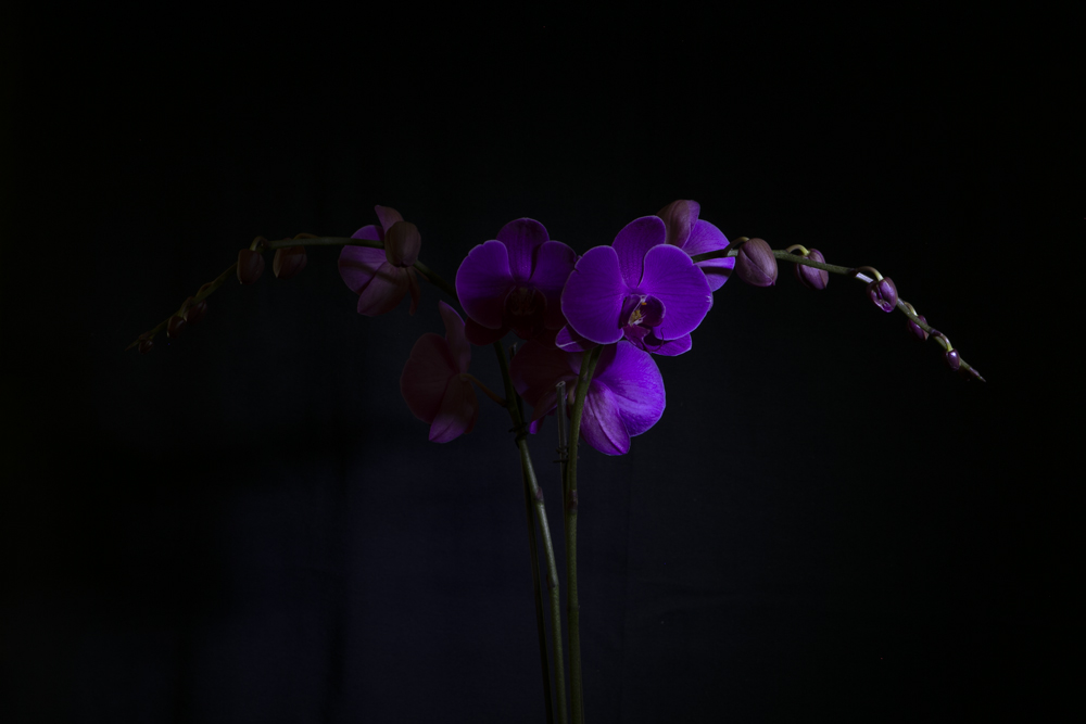 Blue Orchid spot lighting for floral portrait